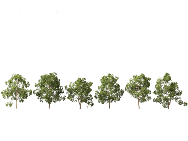 Cinnamomum porrectum - Theptharo 3Dモデル .c4d .max .obj .3ds .fbx .stl .blend 