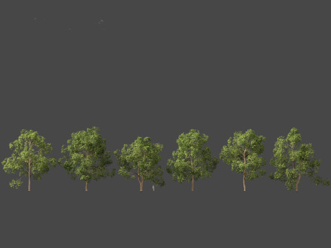 Cinnamomum porrectum - Theptharo 3Dモデル