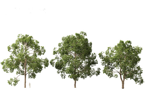 Cinnamomum porrectum - Theptharo 3Dモデル