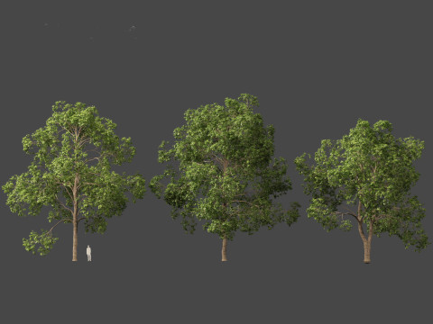 Cinnamomum porrectum - Theptharo 3Dモデル