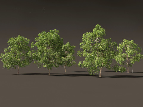 Cinnamomum porrectum - Theptharo 3Dモデル