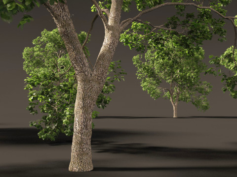 Cinnamomum porrectum - Theptharo 3Dモデル