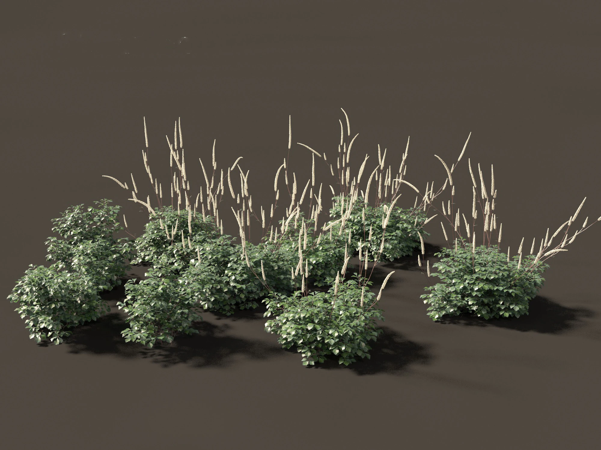 Cimicifuga simplex - bugbane 3D Model .c4d .max .obj .3ds .fbx .stl .blend 