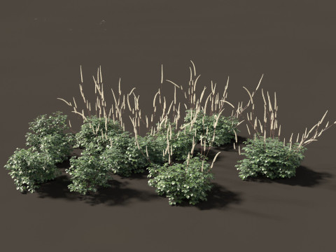 Cimicifuga simplex - bugbane Model 3D