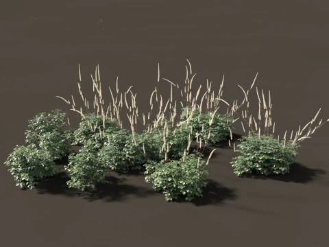 Cimicifuga simplex - 버그베인 3D 모델