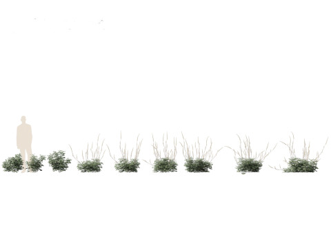 Cimicifuga simplex - bugbane Model 3D