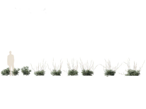 Cimicifuga simplex - bugbane 3D Model