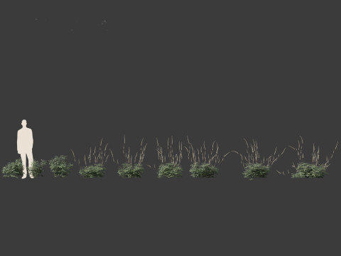 Cimicifuga simplex - bugbane Model 3D