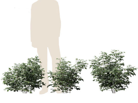 Cimicifuga simplex - bugbane 3D Model