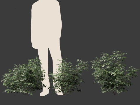 Cimicifuga simplex - bugbane 3D Model