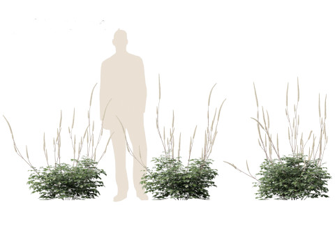 Cimicifuga simplex - bugbane Model 3D