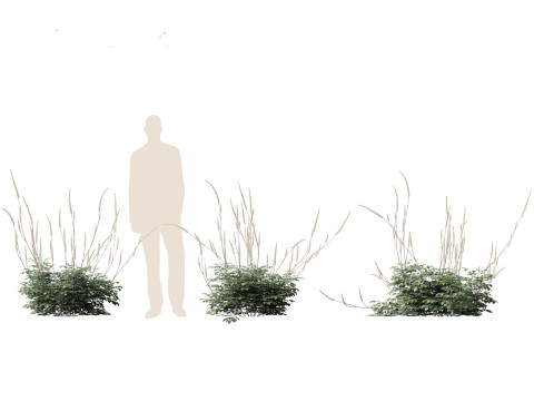 Cimicifuga simplex - bugbane Model 3D