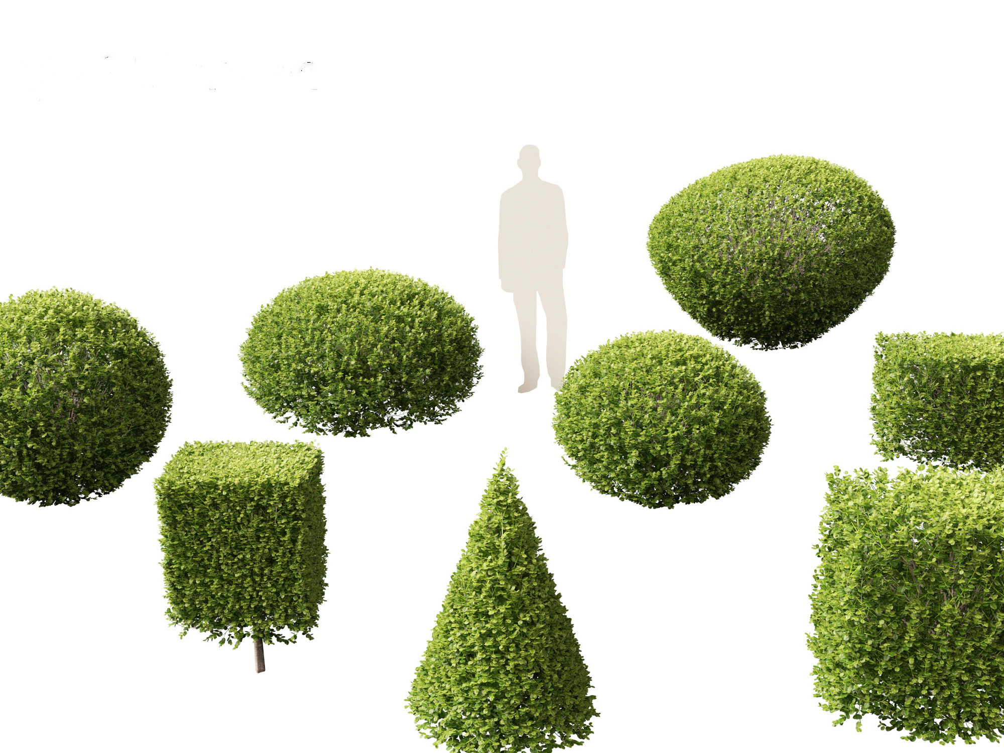 Buxus sempervirens - Common boxwood 3D Model .c4d .max .obj .3ds .fbx .stl .blend 