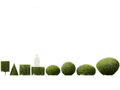 Buxus sempervirens - Common boxwood 3D Model