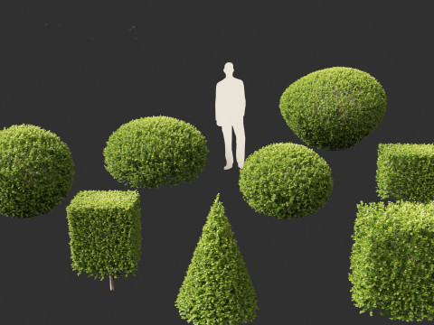 Buxus sempervirens - Common boxwood 3D Model