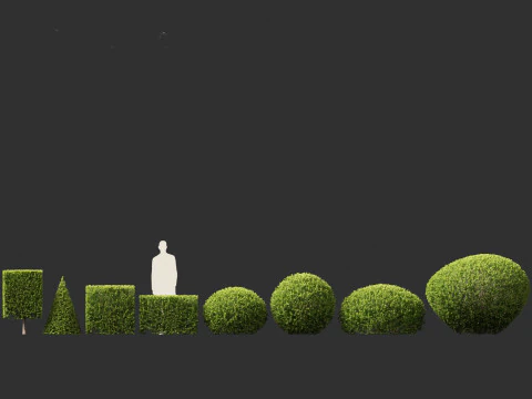 Buxus sempervirens - Common boxwood 3D Model