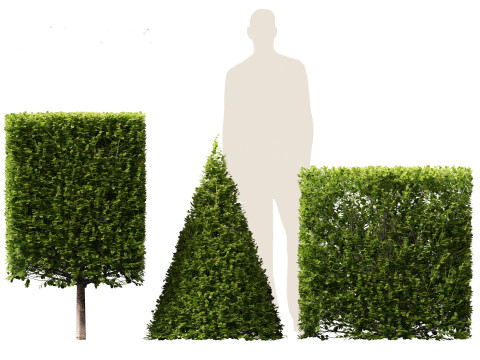 Buxus sempervirens - Common boxwood 3D Model