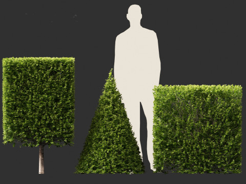 Buxus sempervirens - Common boxwood 3D Model