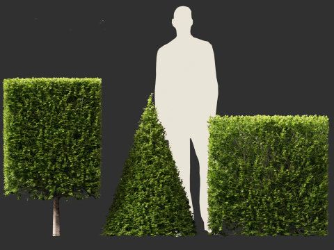 Buxus sempervirens - Common boxwood 3D Model