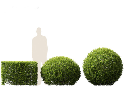 Buxus sempervirens - Common boxwood 3D Model