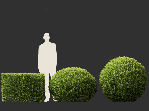 Buxus sempervirens - Common boxwood 3D Model