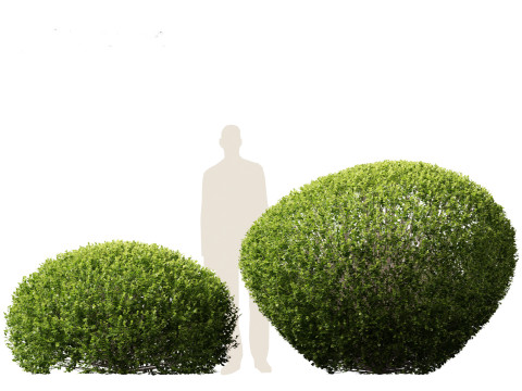 Buxus sempervirens - Common boxwood 3D Model