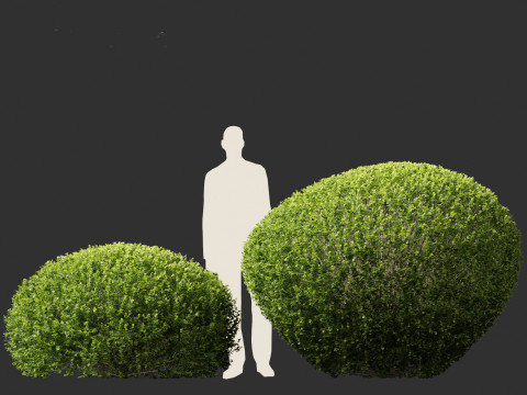 Buxus sempervirens - Common boxwood 3D Model