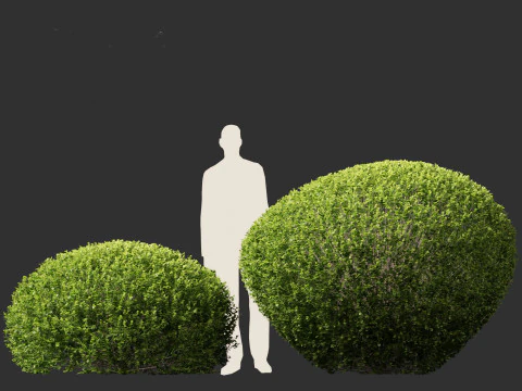 Buxus sempervirens - Common boxwood 3D Model