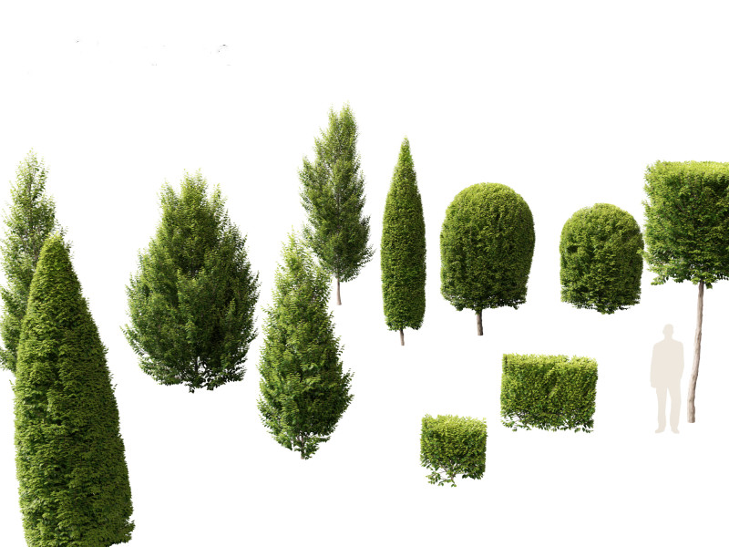 Carpinus betulus - European hornbeam Model 3D .c4d .max .obj .3ds .fbx .stl .blend 