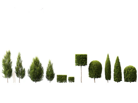 Carpinus betulus - European hornbeam 3D Model