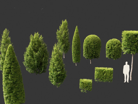 Carpinus betulus - European hornbeam Model 3D