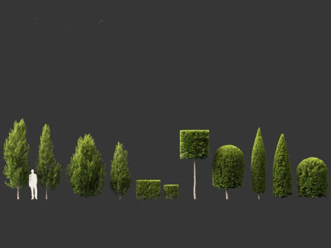 Carpinus betulus - European hornbeam 3D Model