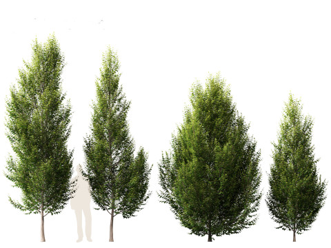 Carpinus betulus - European hornbeam Model 3D