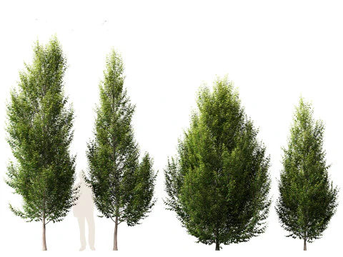 Carpinus betulus - European hornbeam 3D Model