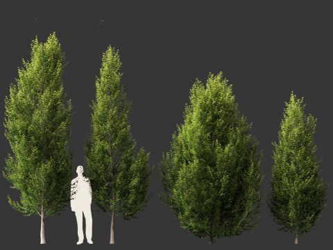 Carpinus betulus - European hornbeam Model 3D