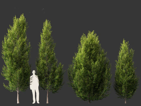 Carpinus betulus - European hornbeam 3D Model