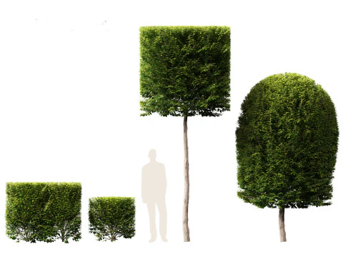 Carpinus betulus - European hornbeam 3D Model