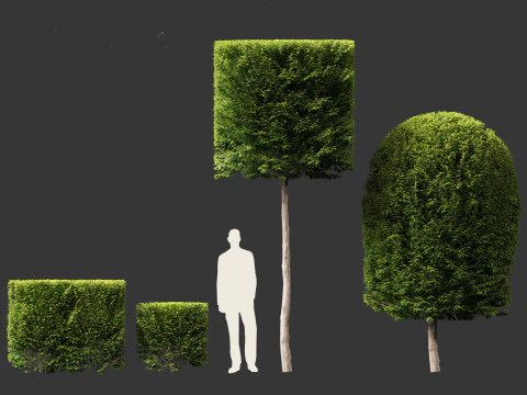 Carpinus betulus - European hornbeam 3D Model