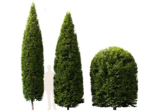 Carpinus betulus - European hornbeam Model 3D