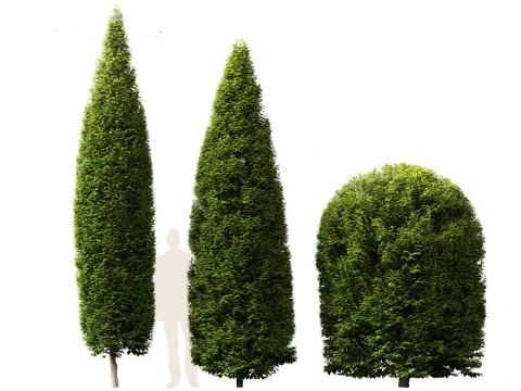 Carpinus betulus - European hornbeam 3D Model