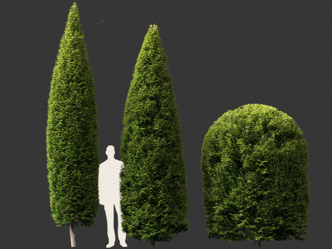 Carpinus betulus - European hornbeam Model 3D