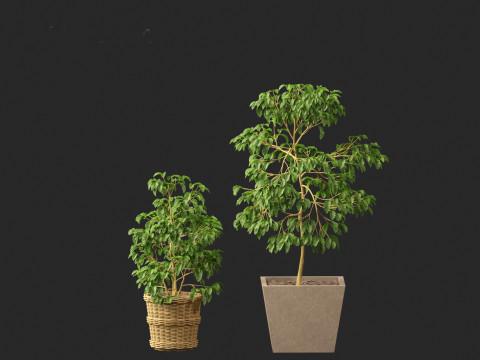 Coffea arabica - Arabian coffee 3D Model