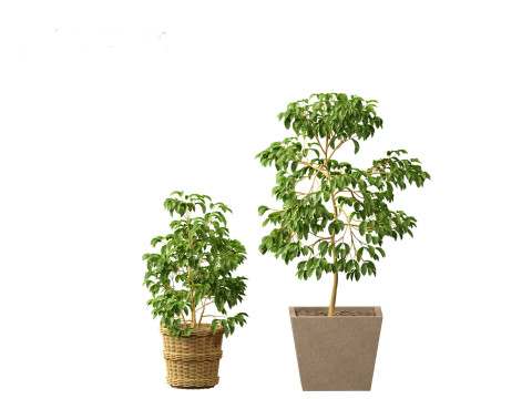 Coffea arabica - Arabian coffee 3D Model