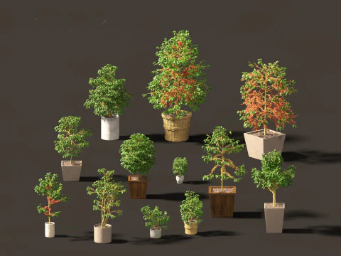 Coffea arabica - арабська кава 3D Модель