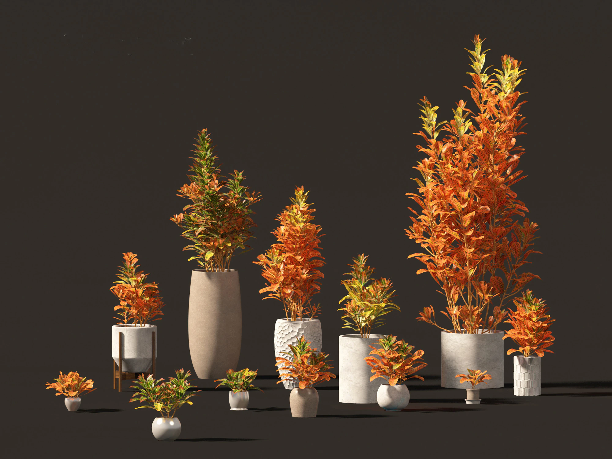 Codiaeum Variegatum - croton 02 3D Model .c4d .max .obj .3ds .fbx .stl .blend 