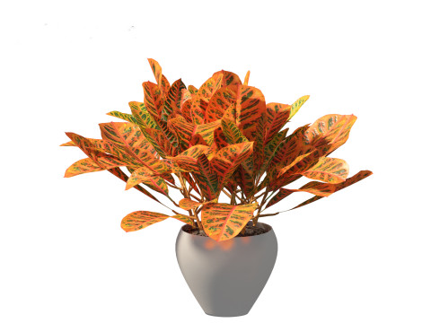 Codiaeum Variegatum - croton 02 3D Model