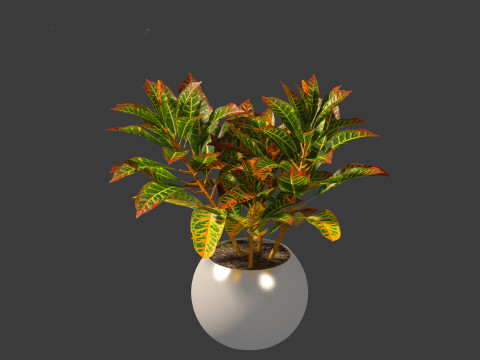 Codiaeum Variegatum - croton 02 3D Model