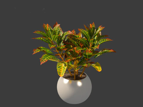 Codiaeum Variegatum - croton 02 3D Model