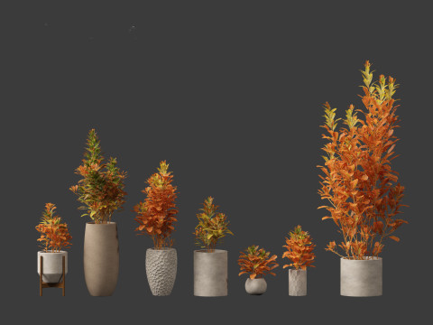 Codiaeum Variegatum - croton 02 3D Model