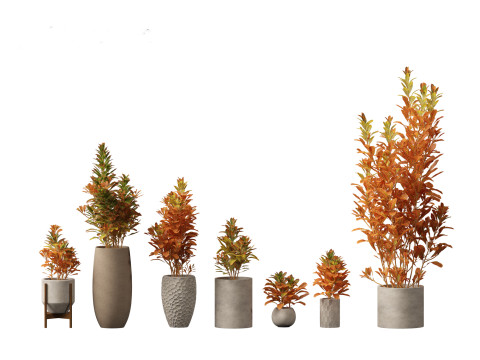 Codiaeum Variegatum - croton 02 3D Model